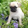 Chicago Pug Baby, Boy. Super Sweet.