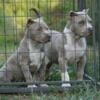 Gorgeous female American Bullies