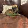 ICCF Cane Corso Puppies Southern Maryland