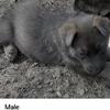 AKC German Shepherd puppies