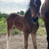 MORGAN GYPSY VANNER CROSS COLT