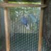 Indian ringneck cleartail and harlequin for sale