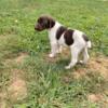 German shorthaired pointers puppys for sale