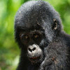 2 days Gorilla Trekking Volcanoes National Park