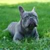 AKC FRENCH BULLDOG MALE - blue 