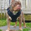 American bully puppies  lilac colors