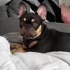 Sweet 3yr Old French Bulldog – Needs Loving Home