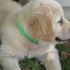 Young Golden retriever needing a loving home