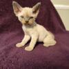 devon rex female sarah jane blue point