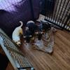 The pups are a rescue German Shepherd lap mix pups 9 weeks old asking $150.00 each.