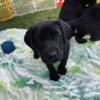 Lab pups. Purebred black females