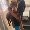 Female Doberman puppy