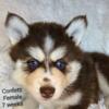 Gorgeous Blue Eyed Pomsky, Husky/Pomeranian Puppies (reds, blues, and black and whites) - Males and Females -  mini and micro size