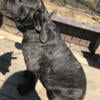 BRINDLE CANE CORSO PUPPIES