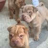 Mini shar peis available ready to go home today