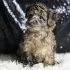 Adorable yorkiepoo puppies ready for their forever homes! 
