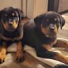 ONLY 2 PUREBRED ROTTWEILER PUPPIES LEFT !