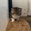 Exotic Shorthair CFA