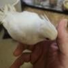 Beautiful cockatiels super tamed and friendly for more Inf please send me a text 