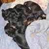 Mini dachshunds