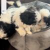 Shih Tzu teddy bear puppy  Reduced prices