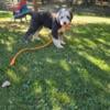 5 month Old English Sheepdog 