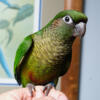 Maroon Belly Conure Baby band 260