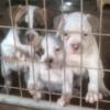 AMERICAN BULLDOG PUPPIES