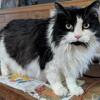 Wonderful Cats Free to Good Homes