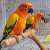 Pareja de Sun Conure Criadora