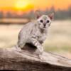 GORGEOUS BENGAL KITTENS AVAILABLE