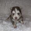 Gorgeous Blue Eyed Pomsky, Husky/Pomeranian Puppies (reds, blues, and black and whites) - Males and Females -  mini and micro size