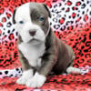 BLUE NOSE BULLY PUPZ 4 SALE