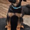 Full blooded puppies