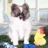 Frankie-Happy Little Toy ACA Pomeranian Puppy