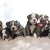 Olde English Bulldogge Pups