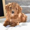 Mini Goldendoodles For Sale