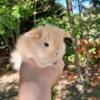 Purebred Holland Lop Baby Bunnies! Tiny, hand raised sweethearts