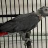 Congo Grey Male Looking For New Perch *Price Reduced*