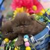 Stunning Very Rare Chocolate Persians 