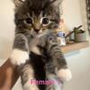 Mixed kittens 2 females left