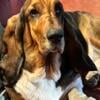 AKC Basset Hound Puppies 