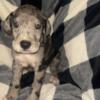 AKC Great Dane puppies RTG