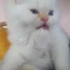FANTASTIC PERSIAN KITTEN