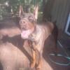 European Doberman ***STUD***