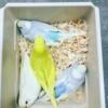 Parakeets available