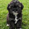 Shihpoo