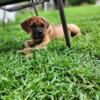 Cane Corso puppy and adults for sale