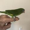 Canary wings