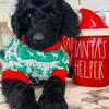 Golden doodle pups